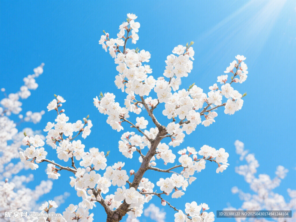 春日盛开的洁白杏花树