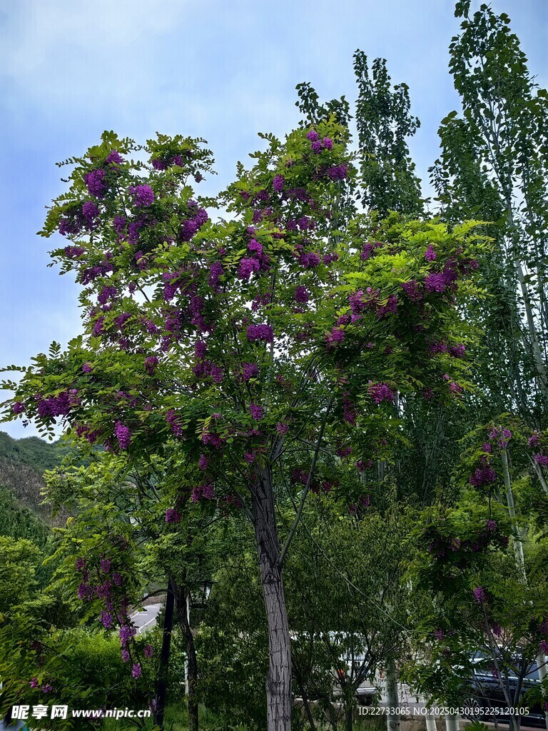 繁花满树的美丽景致