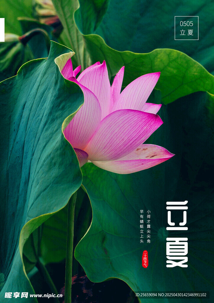 立夏海报