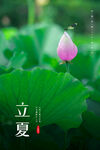 立夏节气海报