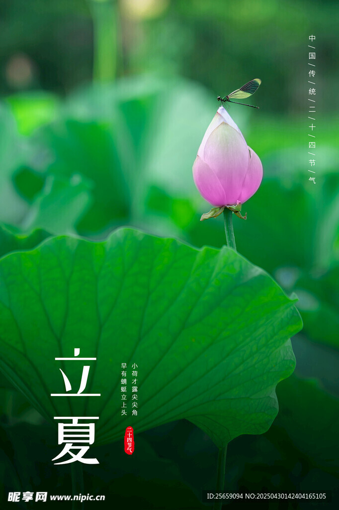 立夏节气海报