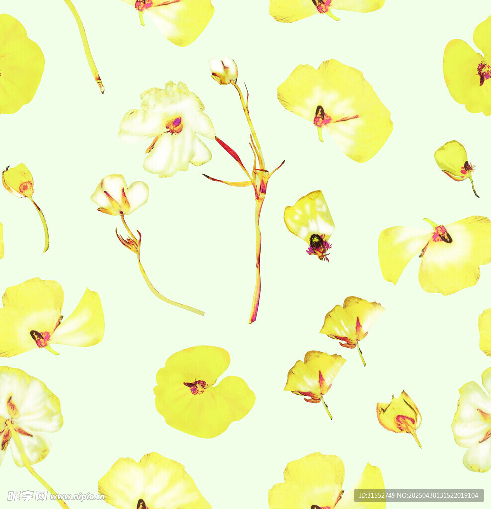小黄花