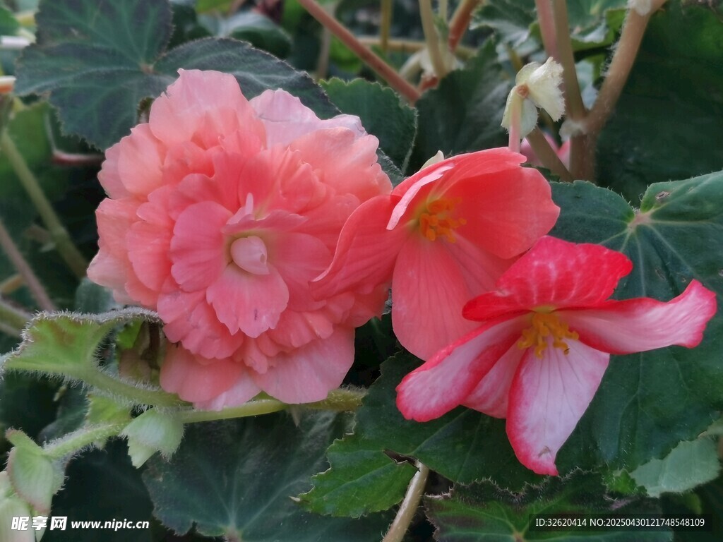 秋海棠花