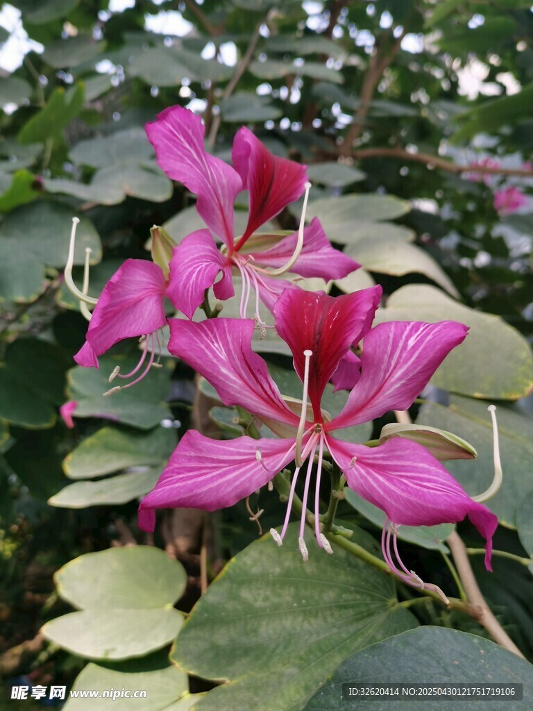 羊蹄甲花