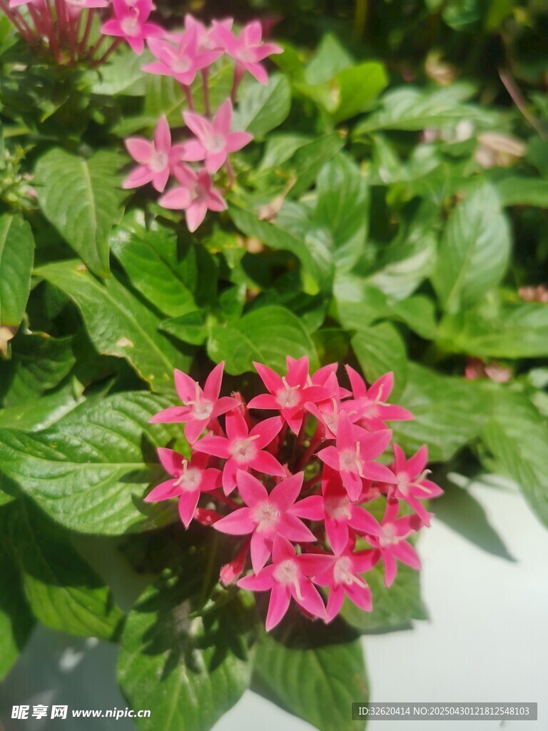 繁星花