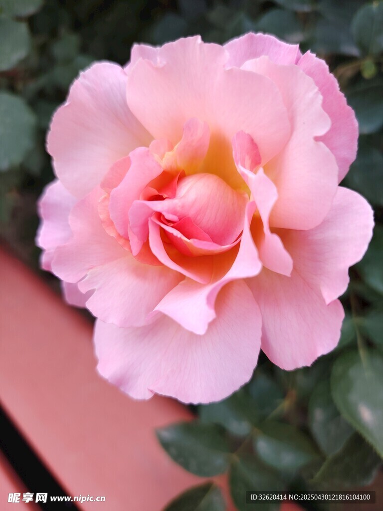 月季花