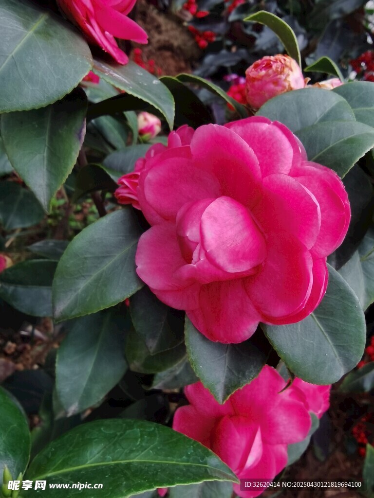 山茶花
