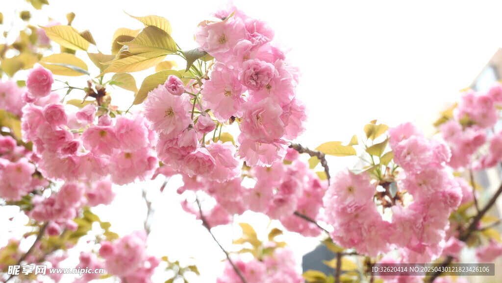 樱花