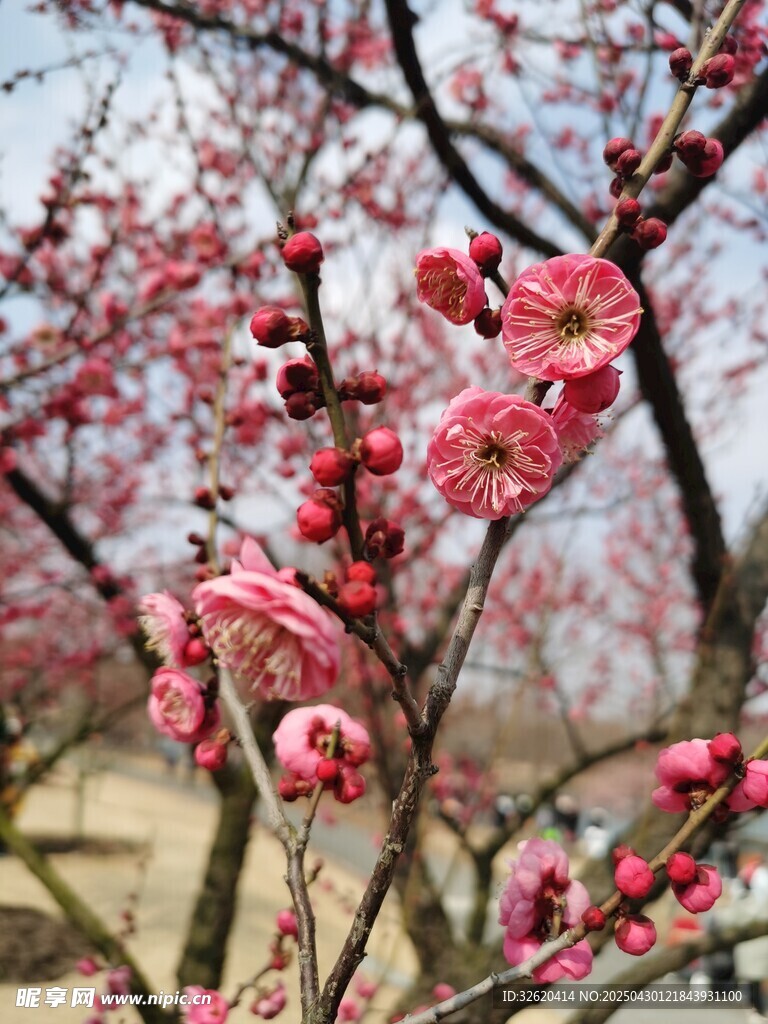 红梅