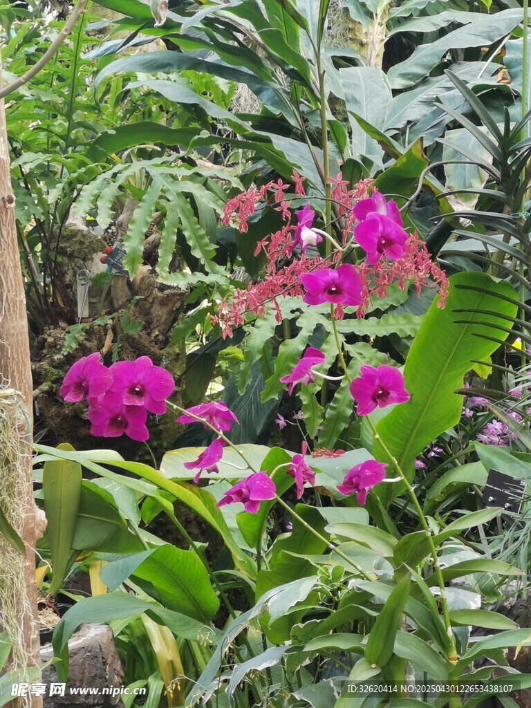 蝴蝶兰