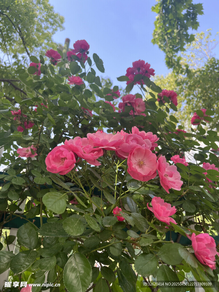 月季花