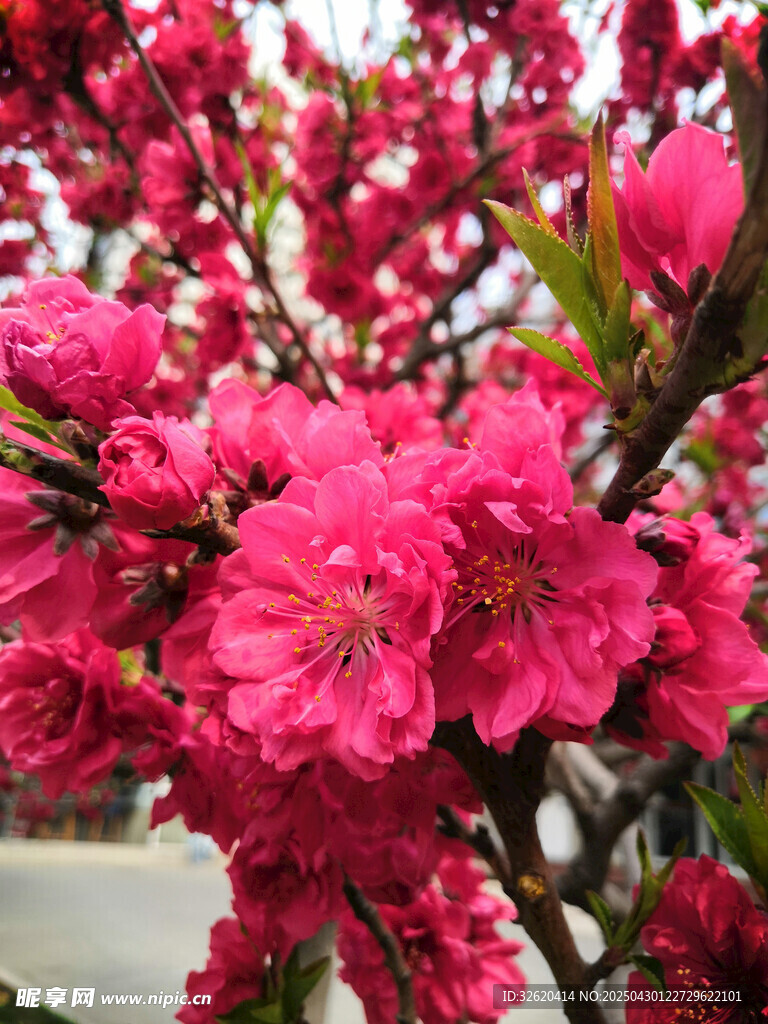 桃花