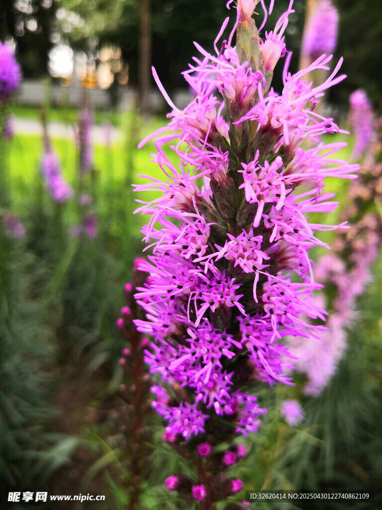 穗状花