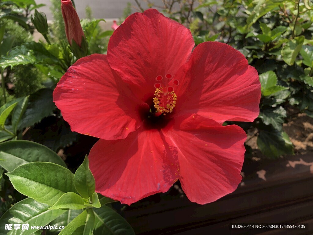 木槿花