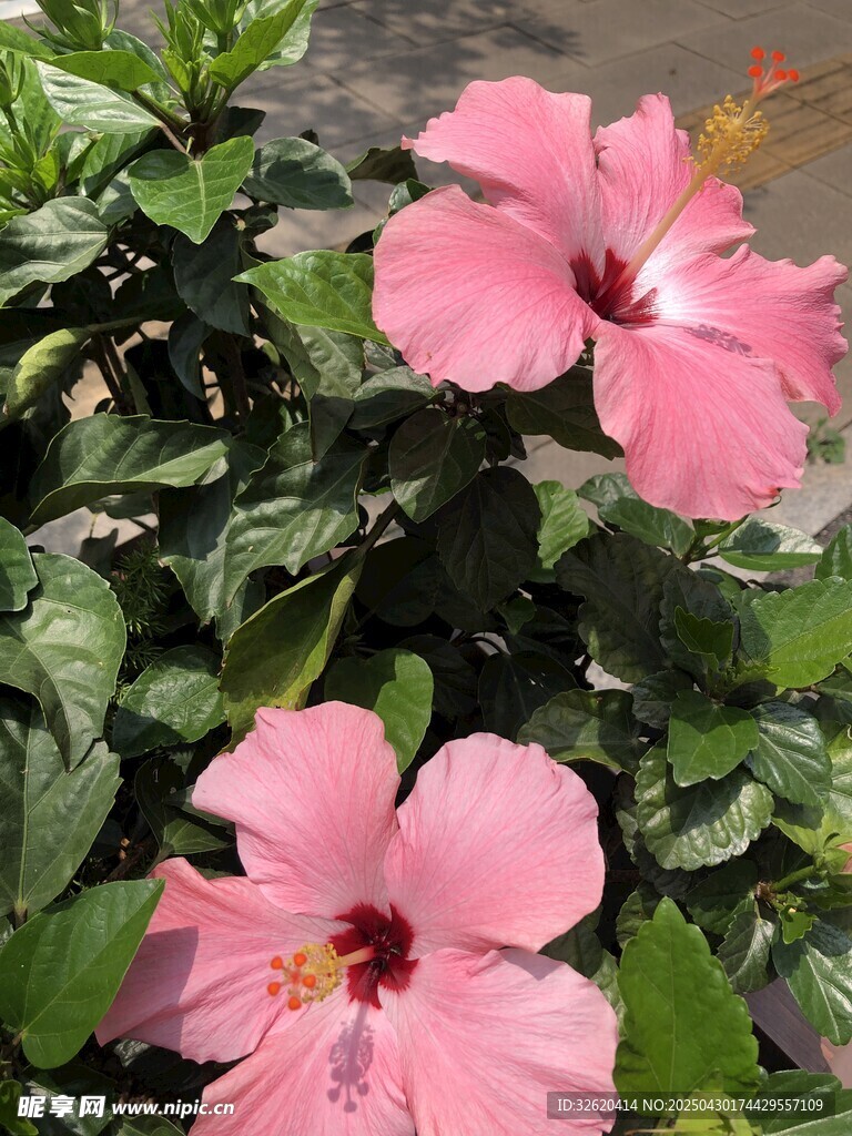 扶桑花