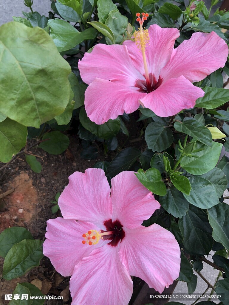 木槿花