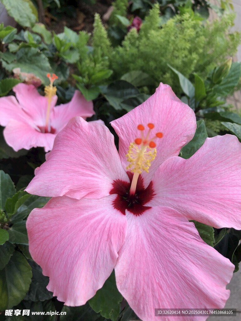 木槿花
