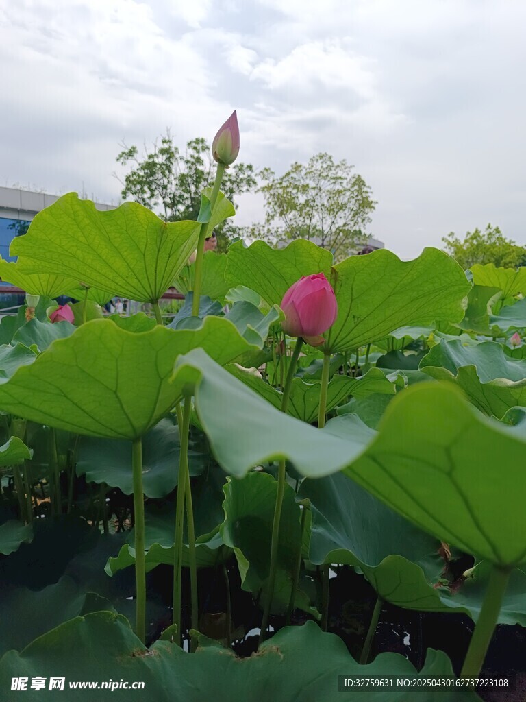 荷花