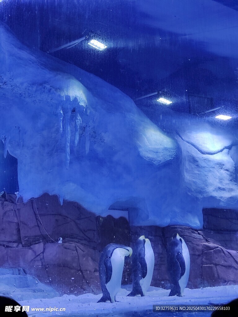 企鹅