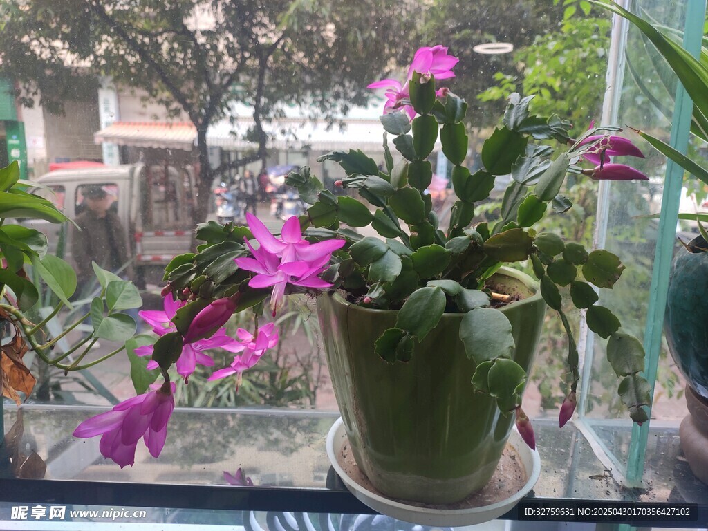  蟹爪兰
