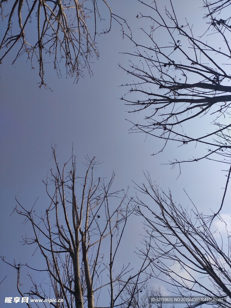 枯树