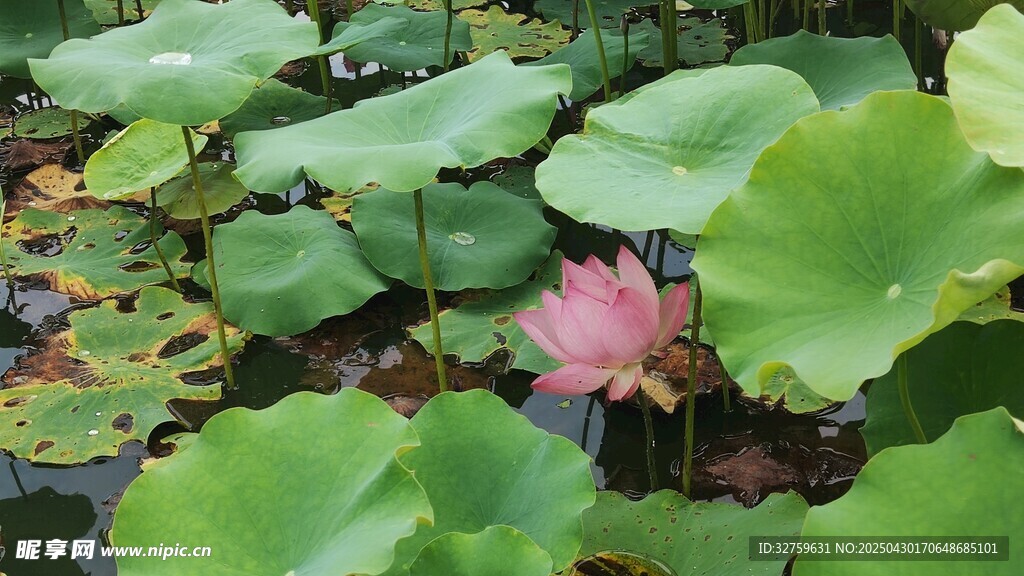 荷花