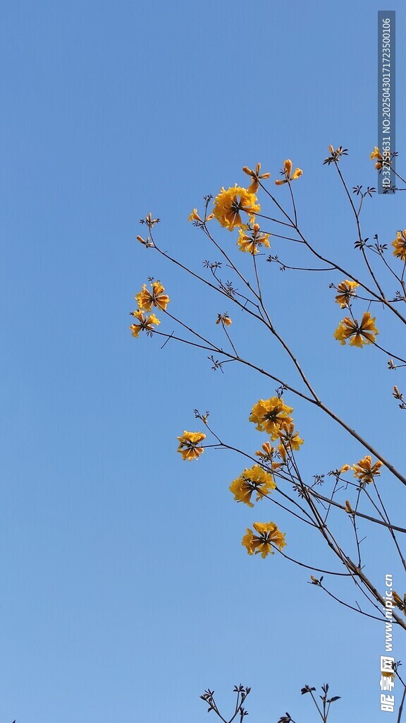  花枝
