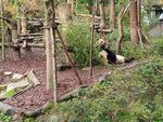 熊猫