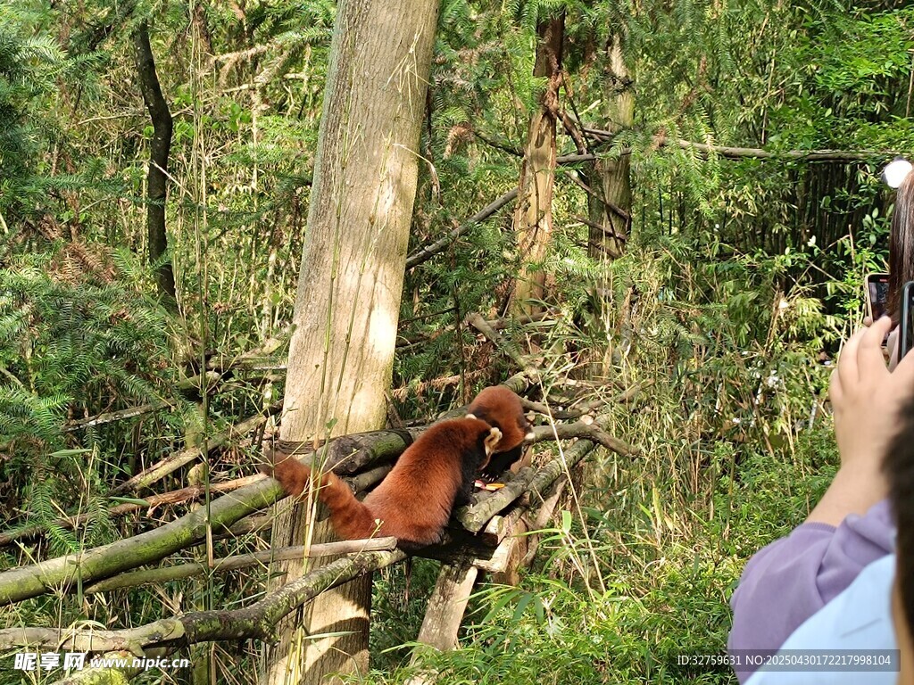 小熊猫
