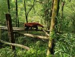 小熊猫