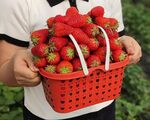 草莓