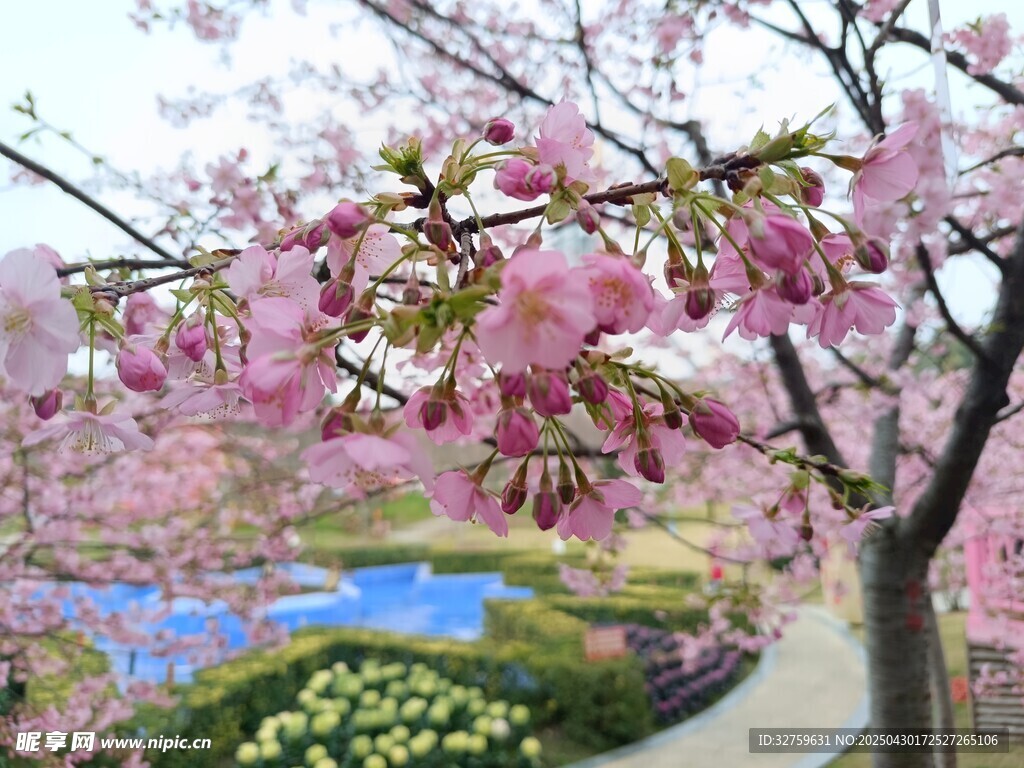 樱花