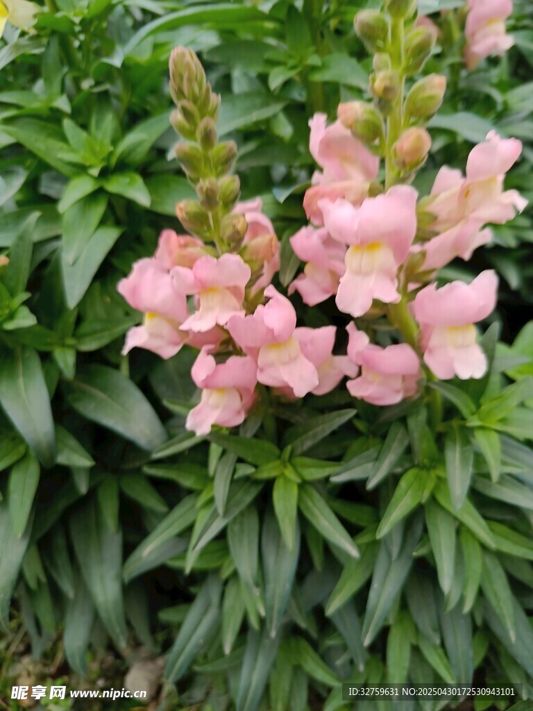 花