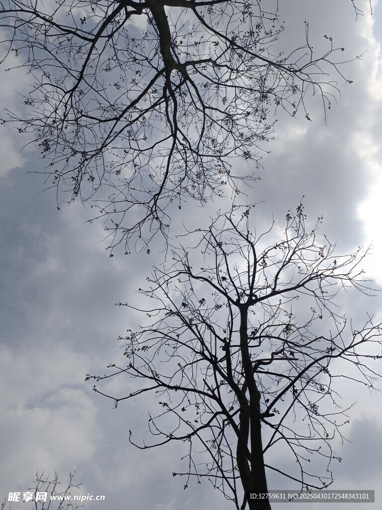树