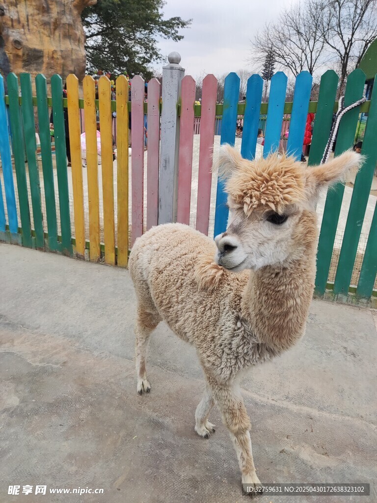动物