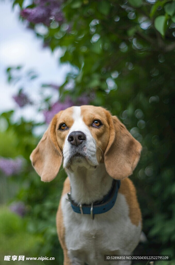 可爱比格犬于花丛中