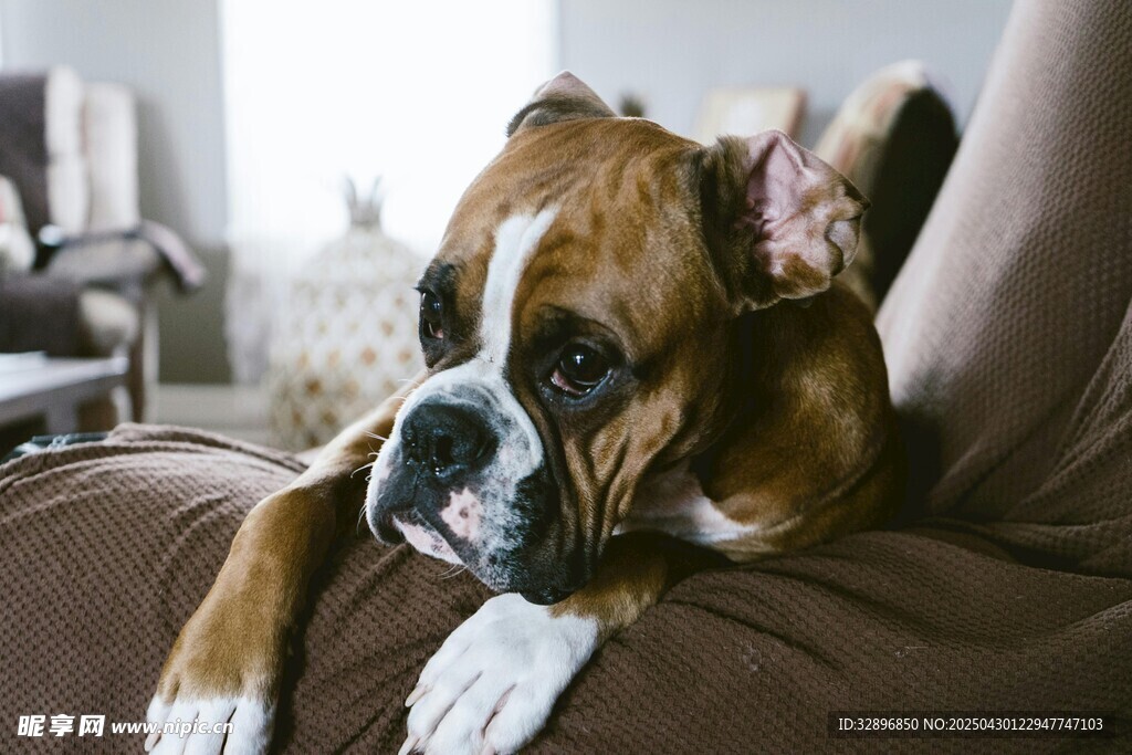 趴沙发上的可爱拳击犬