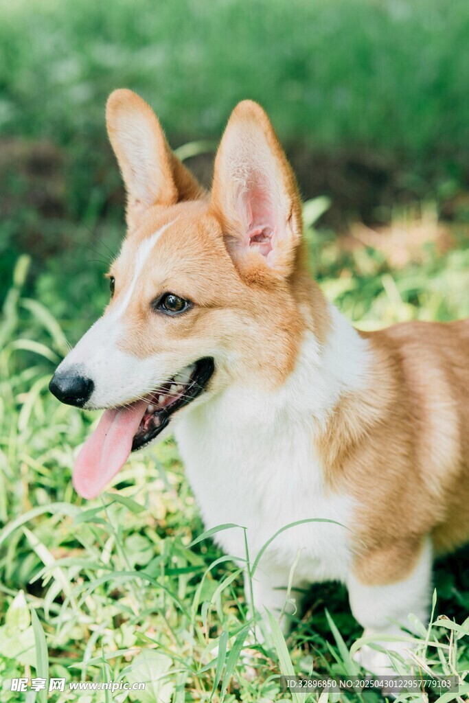 草地上的可爱柯基犬