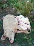 母猪哺乳小猪画面温馨