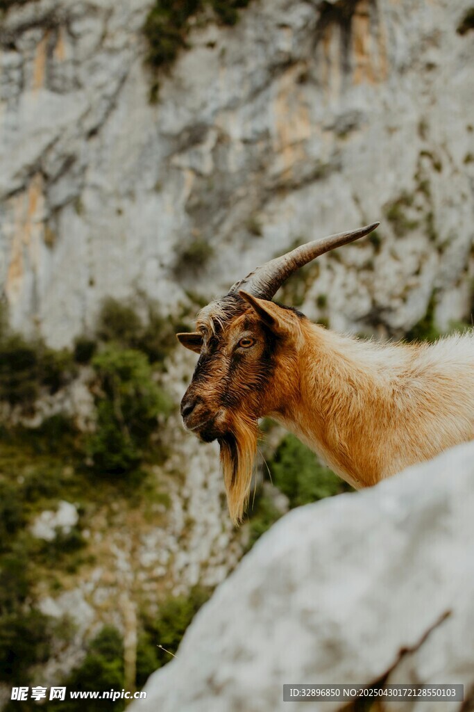 岩石间的山羊