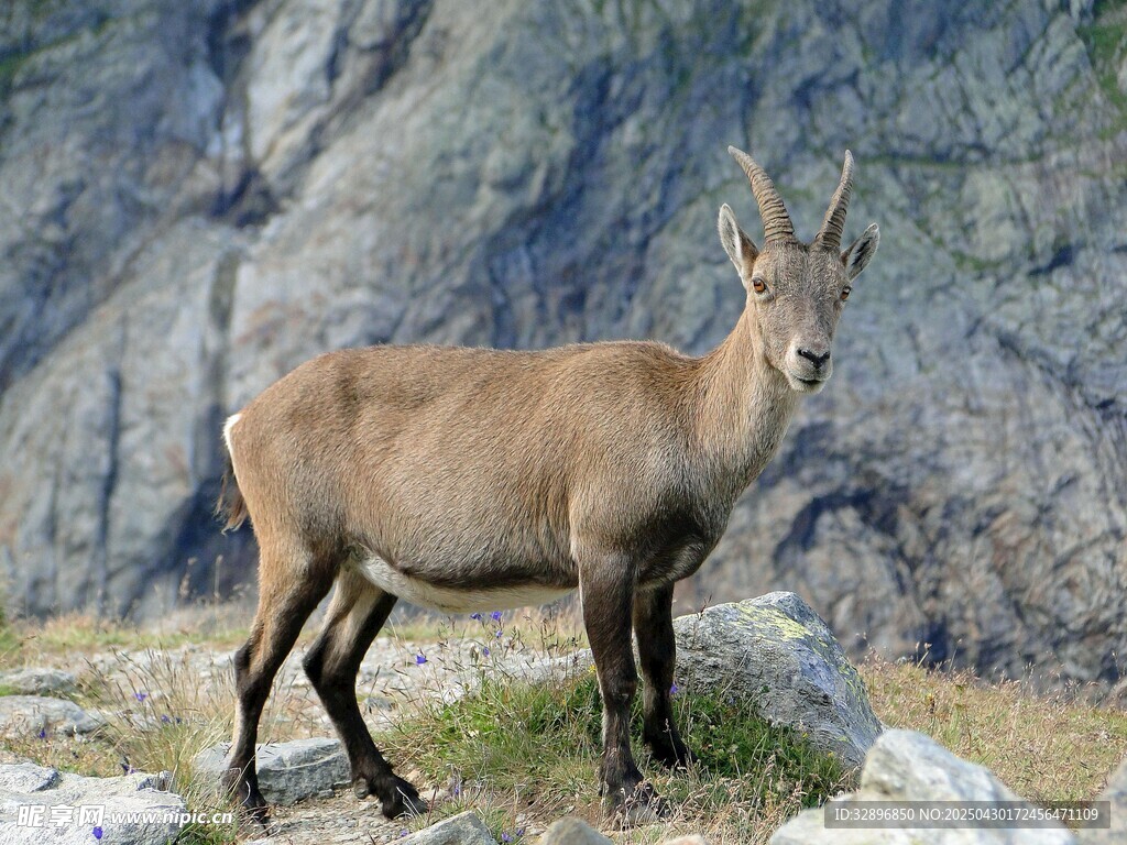 高山上的野山羊