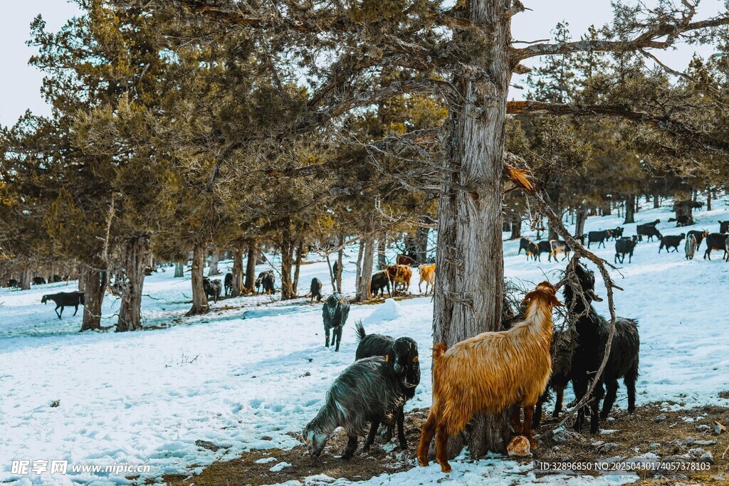 雪地中站立的几头牲畜