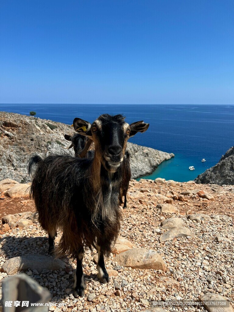 海边岩石上的黑山羊
