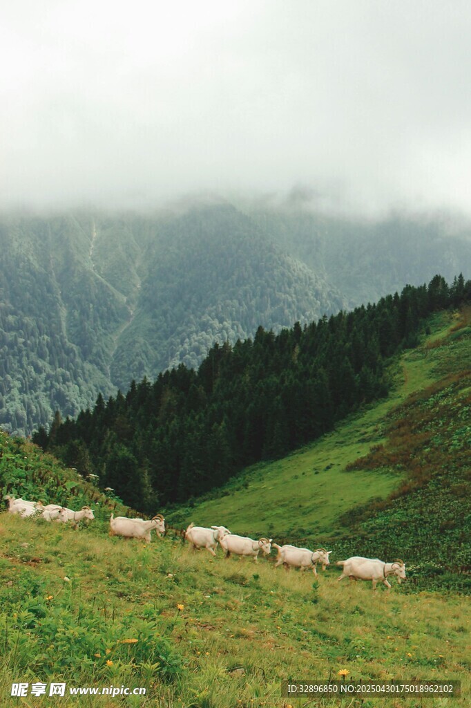 山间牧场景色