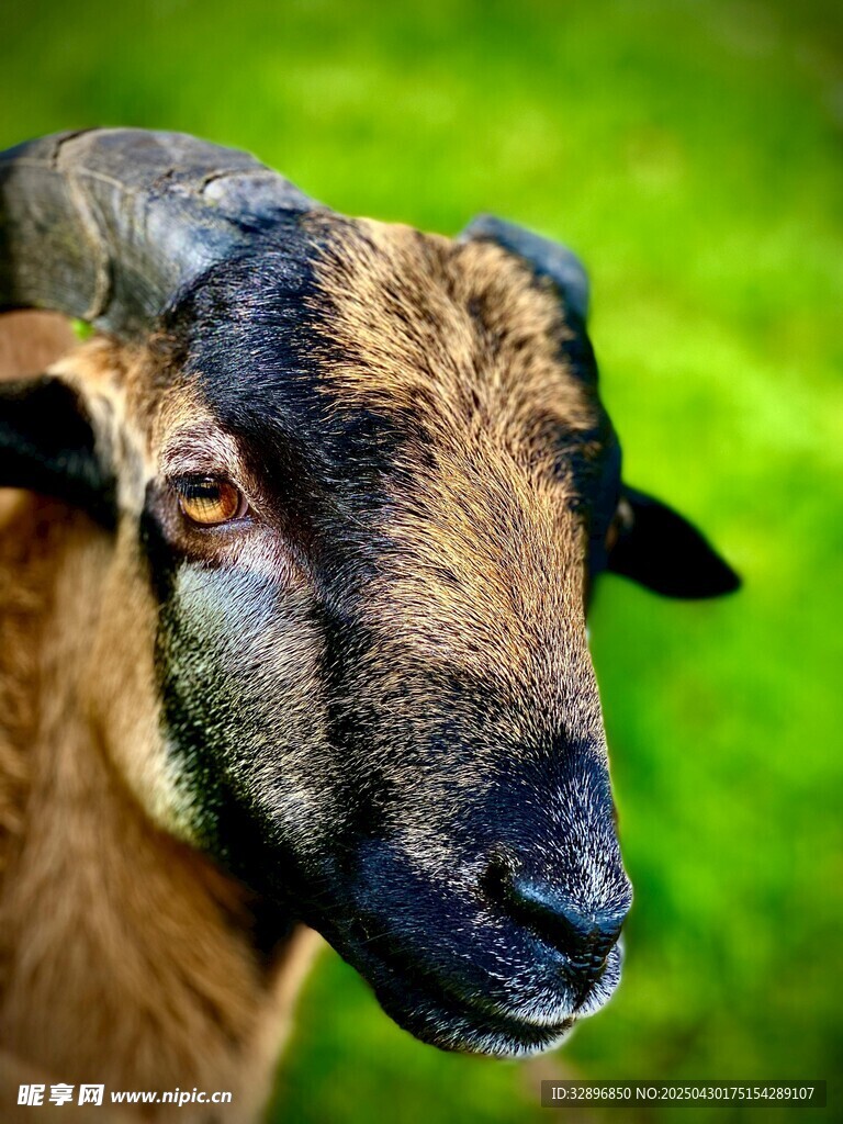 黑棕相间羊的特写
