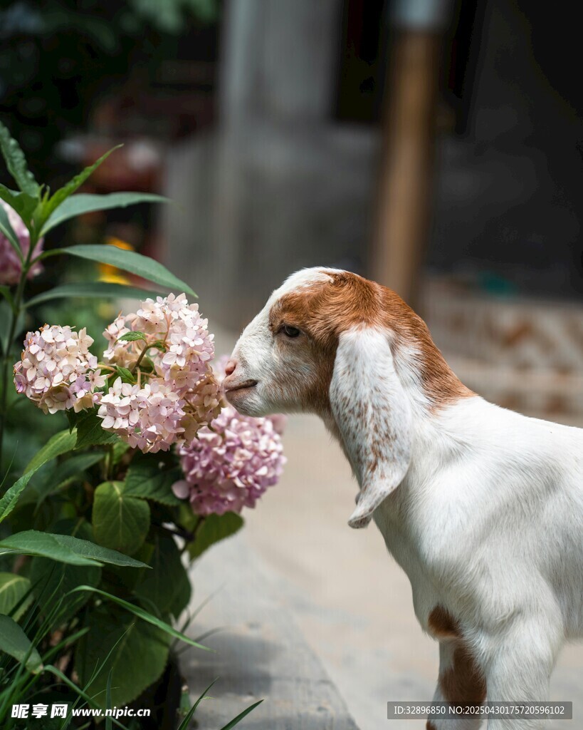 山羊嗅闻粉色花丛