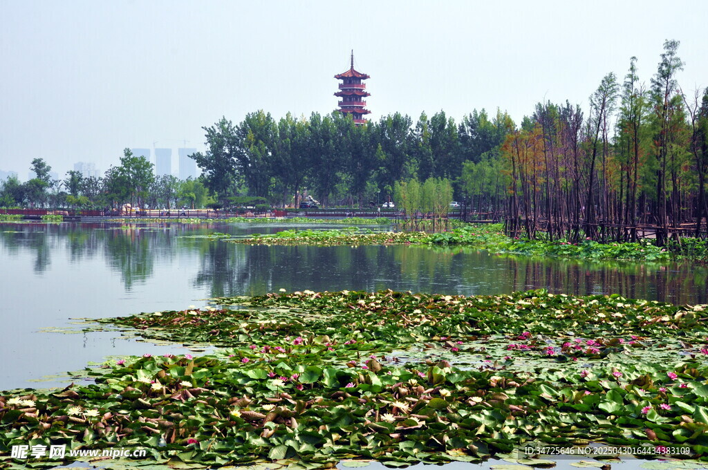 湖畔荷塘美景