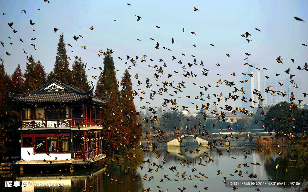 湖畔飞鸟绕古建美景