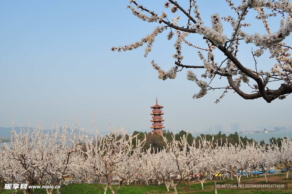 春日桃林与古塔美景
