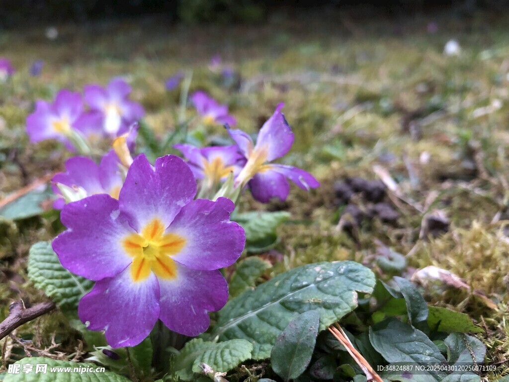 紫色报春花绽放于草地
